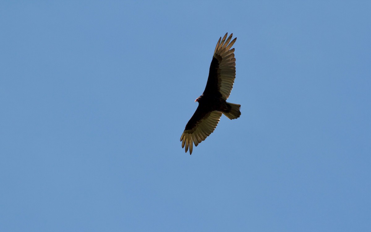 Turkey Vulture - ML103075391