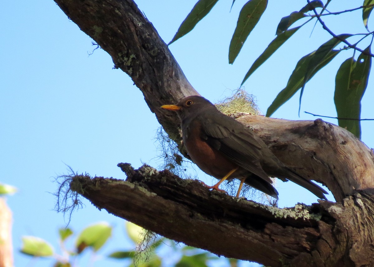 Wallacean Island-Thrush - Mark Smiles