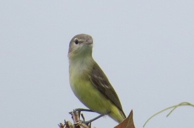 Bell's Vireo - ML103076641