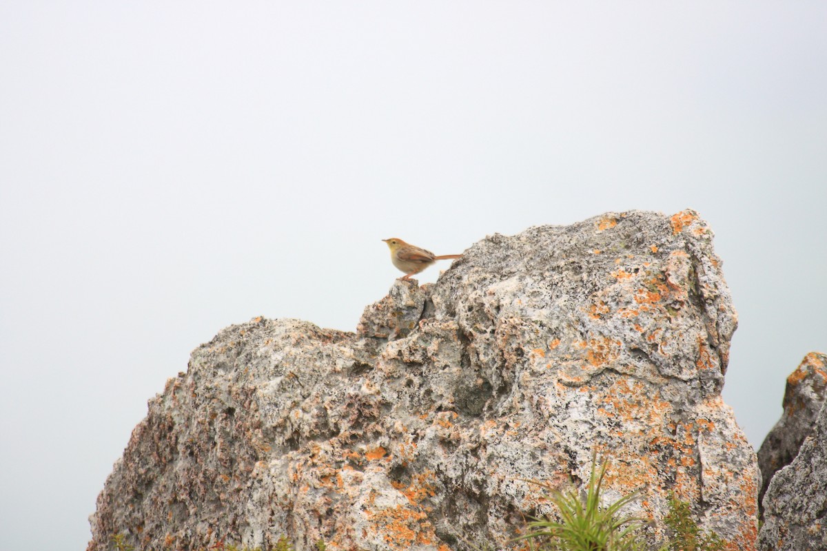 Rock-loving Cisticola - ML103078121