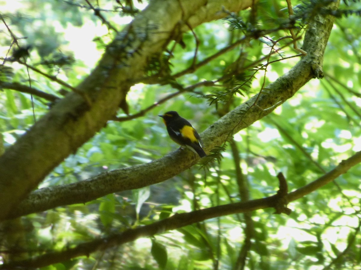 Narcissus Flycatcher - ML103078221