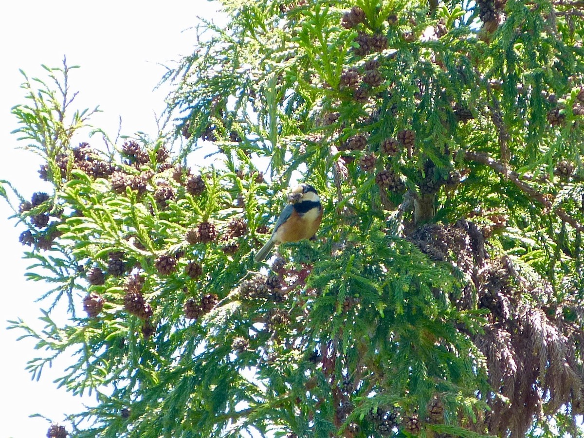 Varied Tit - ML103078531