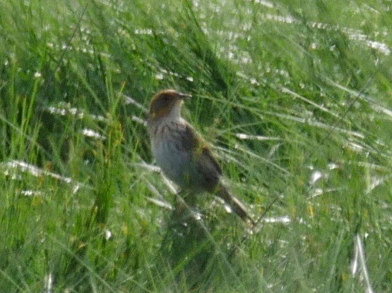 Saltmarsh Sparrow - Jeffrey Thomas