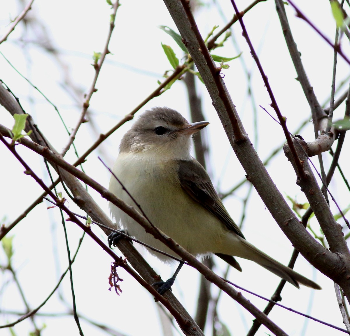 Vireo Gorjeador - ML103082061