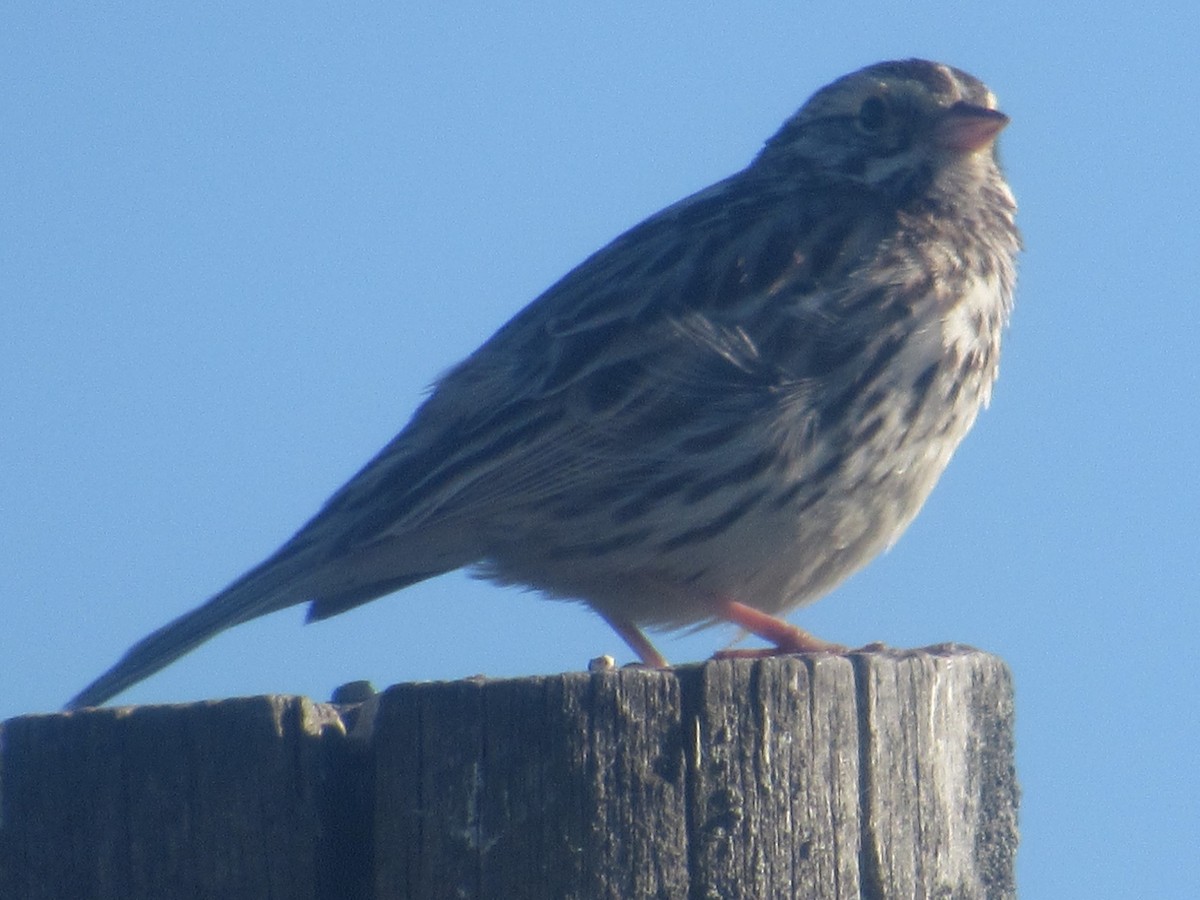 Savannah Sparrow (Savannah) - Matthew Cozart