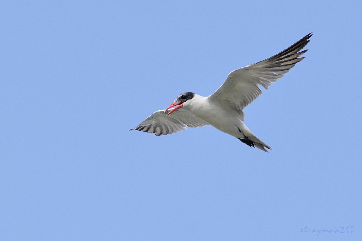 Caspian Tern - ML103083101