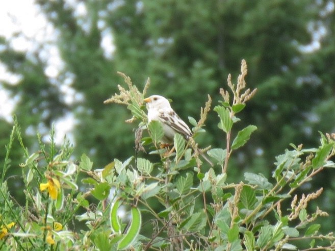 Bruant à couronne blanche - ML103083791