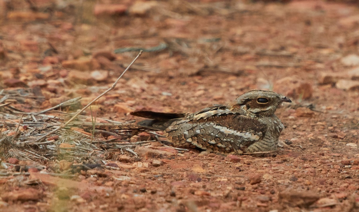 Long-tailed Nightjar - ML103083861