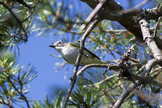 Blue-headed Vireo - ML103084571