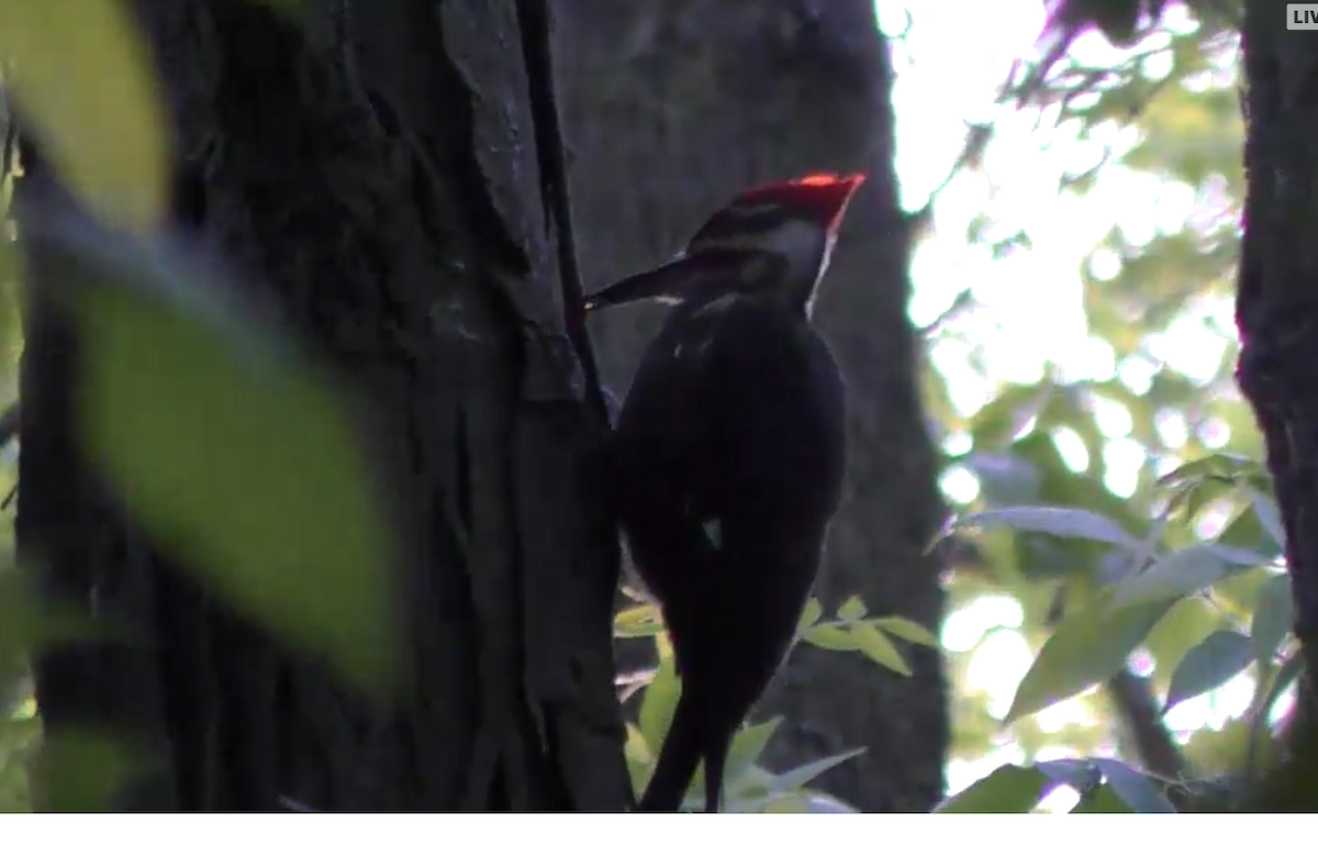 Pileated Woodpecker - Ferris Akel