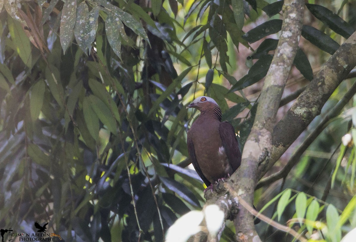 Pale-capped Pigeon - ML103086611