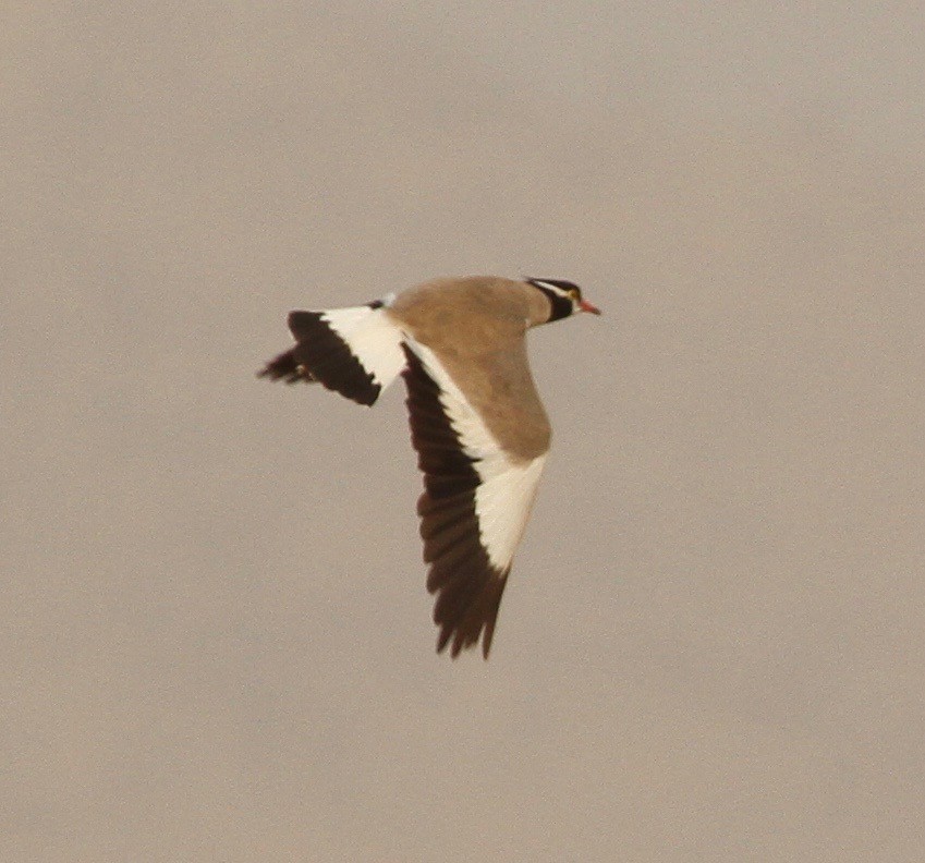 Black-headed Lapwing - ML103087691