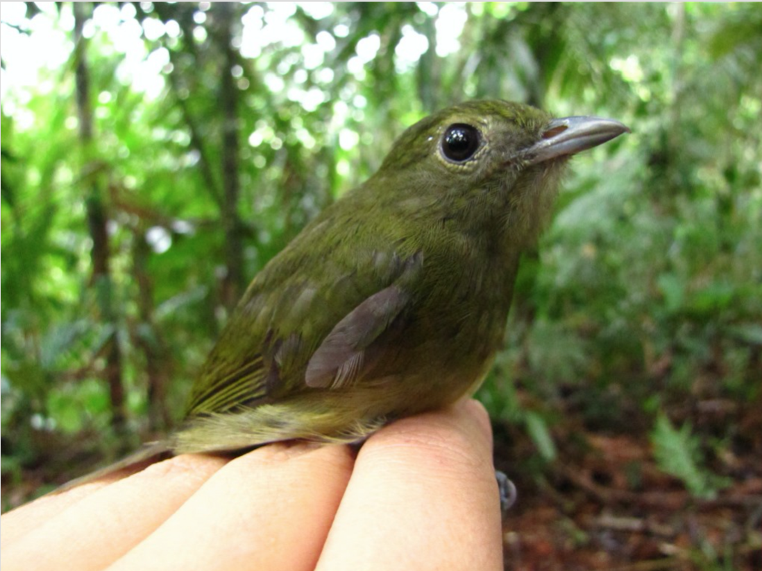 Choco Manakin - ML103088221