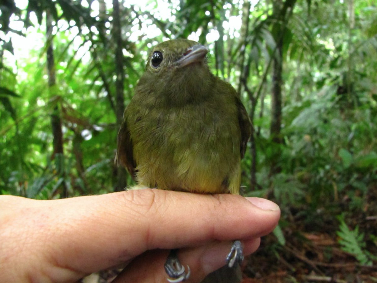 Choco Manakin - ML103088251