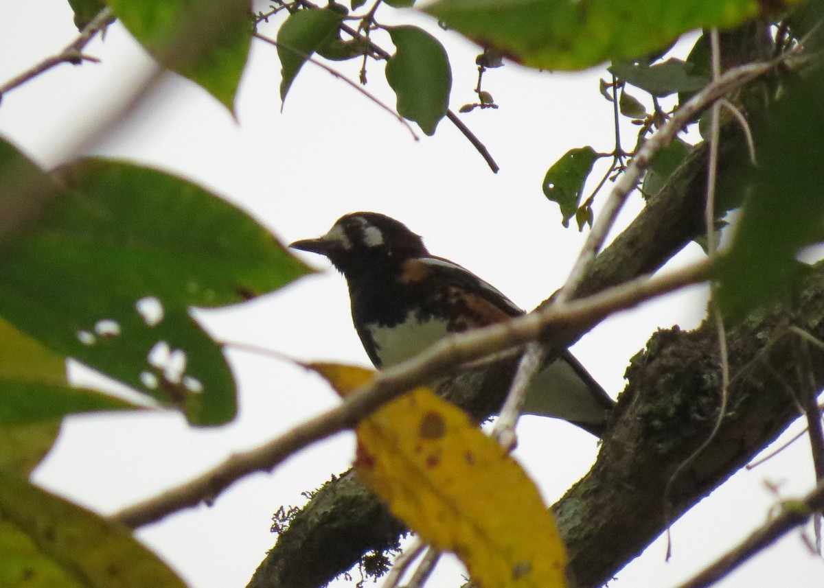 Chestnut-backed Thrush - Mark Smiles