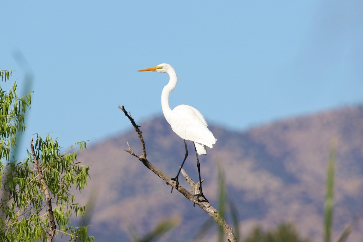 Great Egret - Eric Gustafson