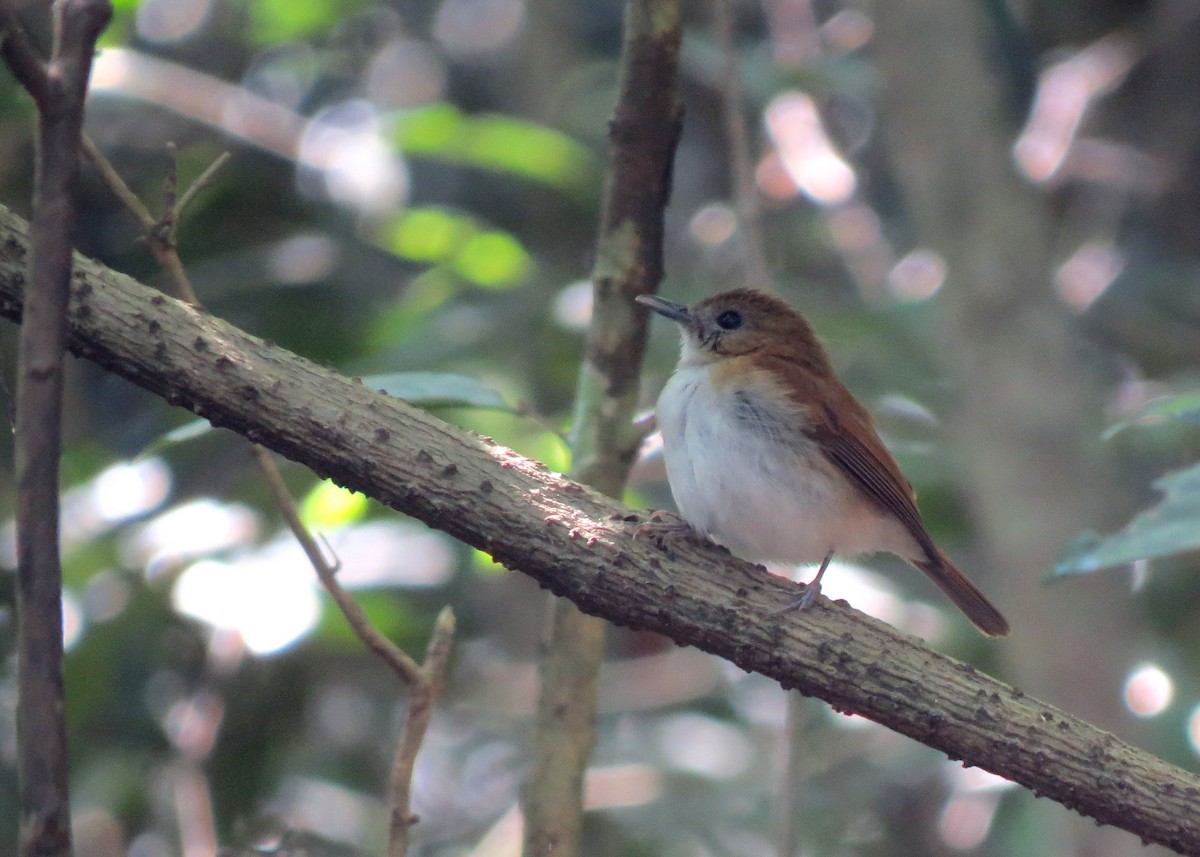 Sumba Flycatcher - Mark Smiles
