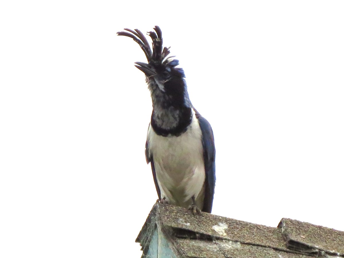 Black-throated Magpie-Jay - ML103089791