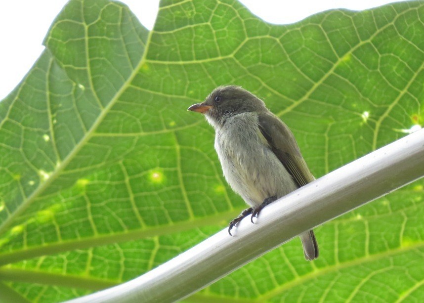 Golden-rumped Flowerpecker - Mark Smiles