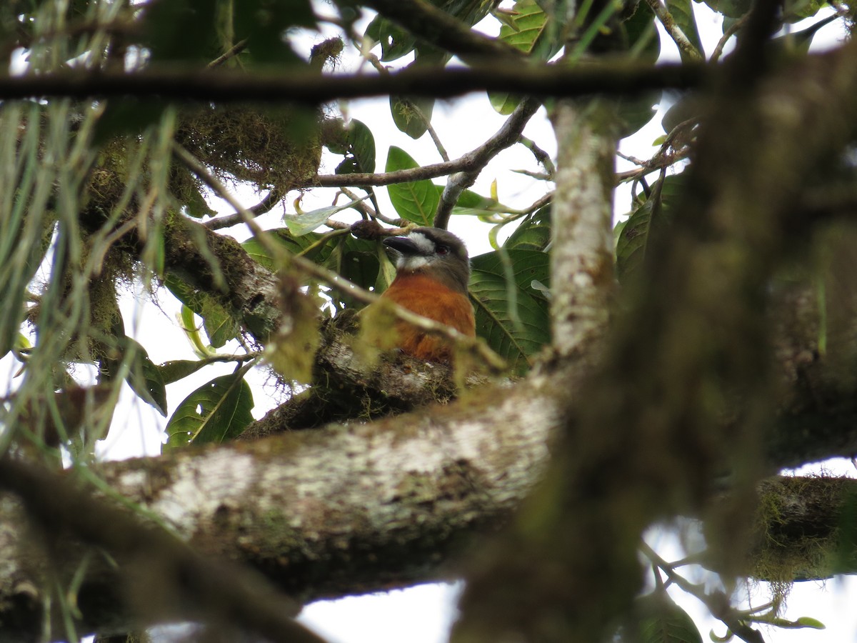 White-faced Nunbird - ML103091131