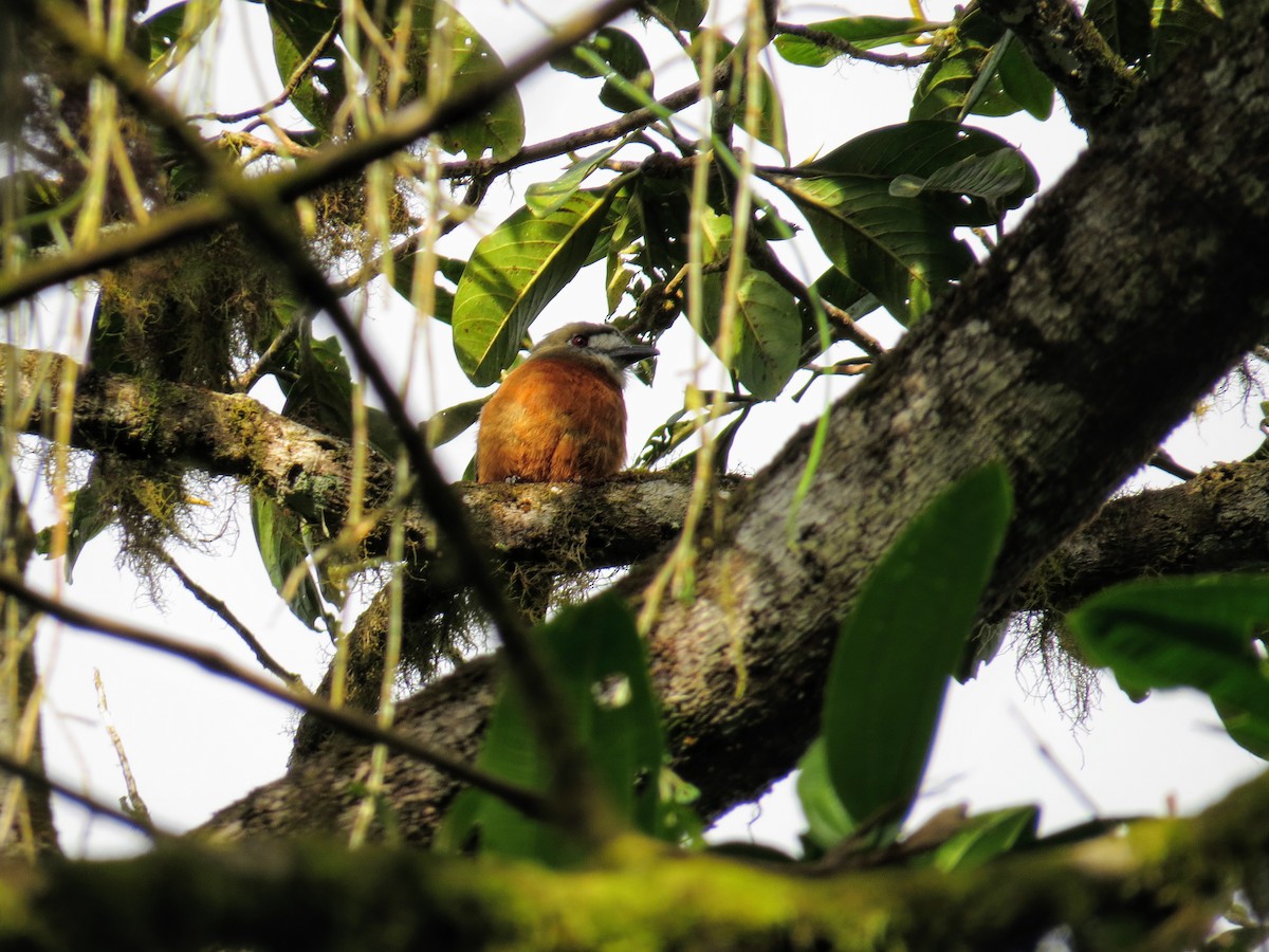 White-faced Nunbird - George Mayfield