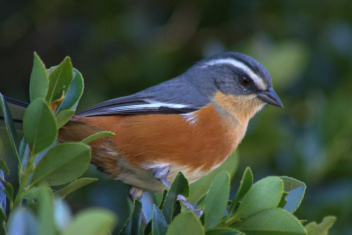 Buff-throated Warbling Finch - Pedro Diniz