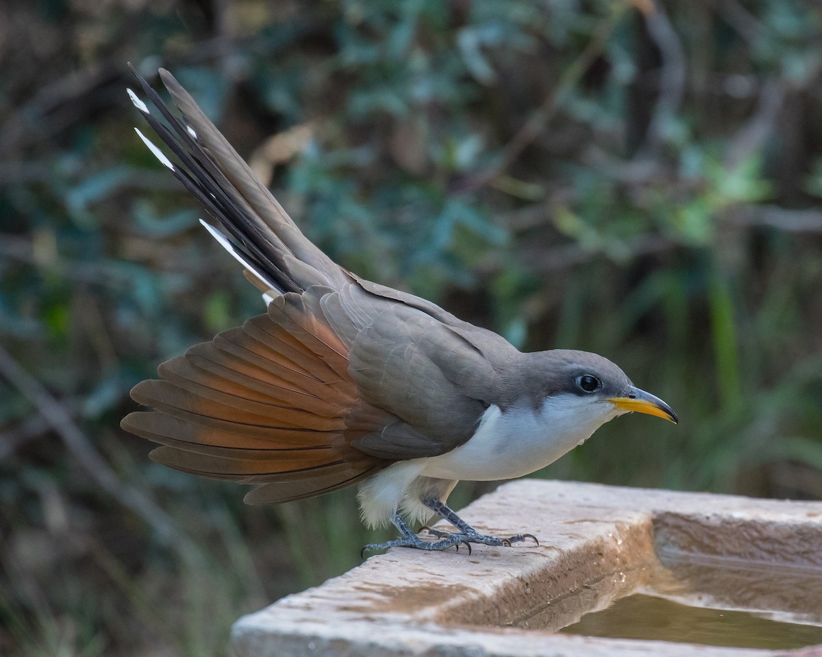 Yellow-billed Cuckoo - ML103092191