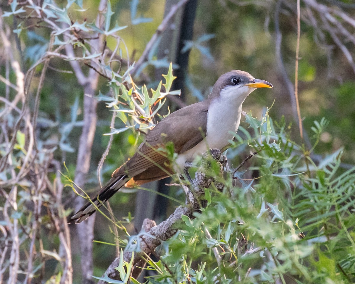 Yellow-billed Cuckoo - Edward Plumer