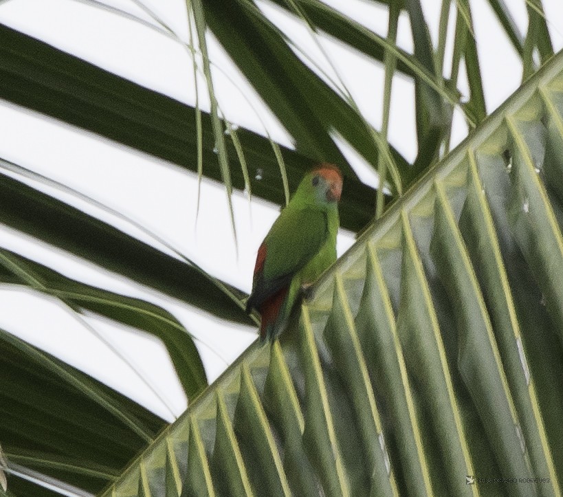 Philippine Hanging-Parrot - Rogério Rodrigues