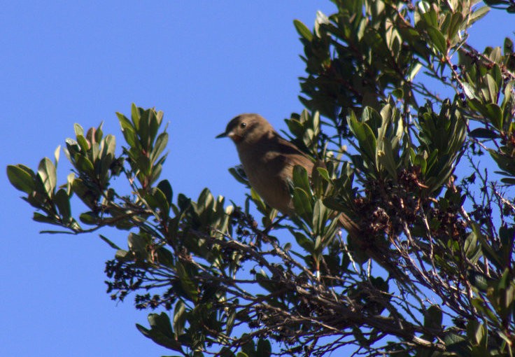 Itatiaia Spinetail - Pedro Diniz