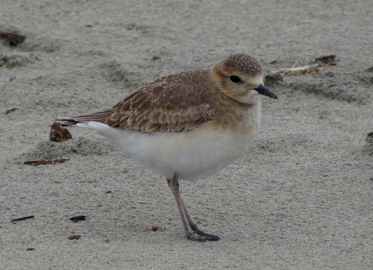 Mountain Plover - ML103093251