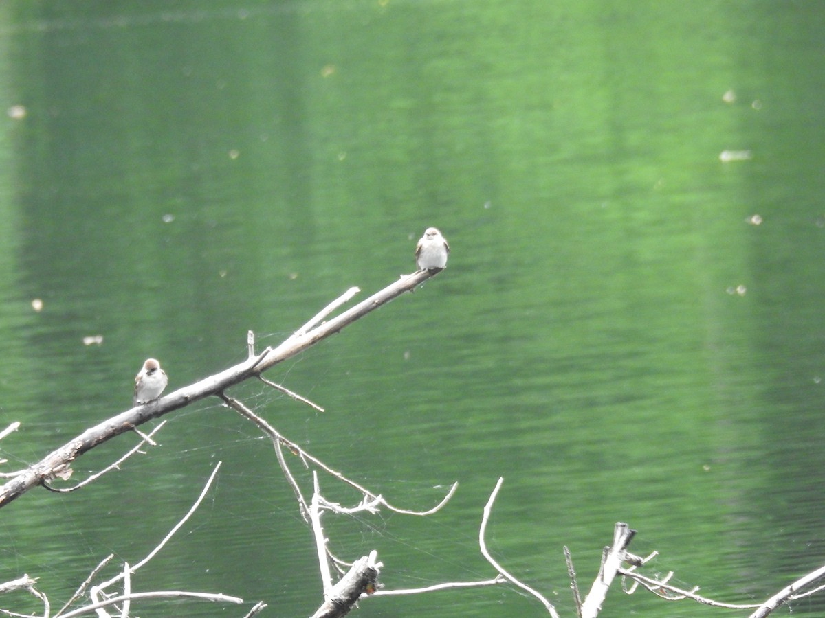 Northern Rough-winged Swallow - ML103095191