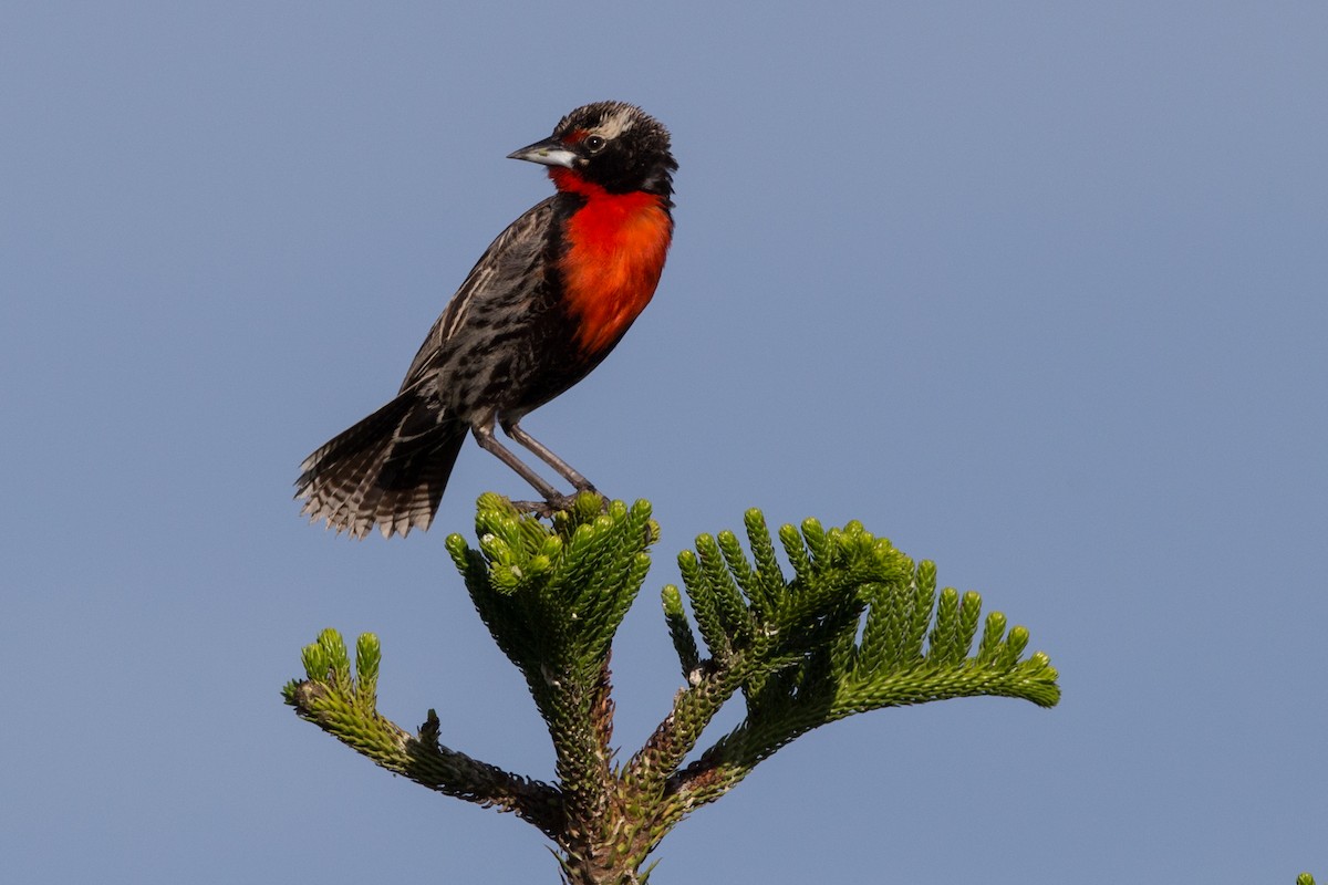 Peruvian Meadowlark - ML103096691