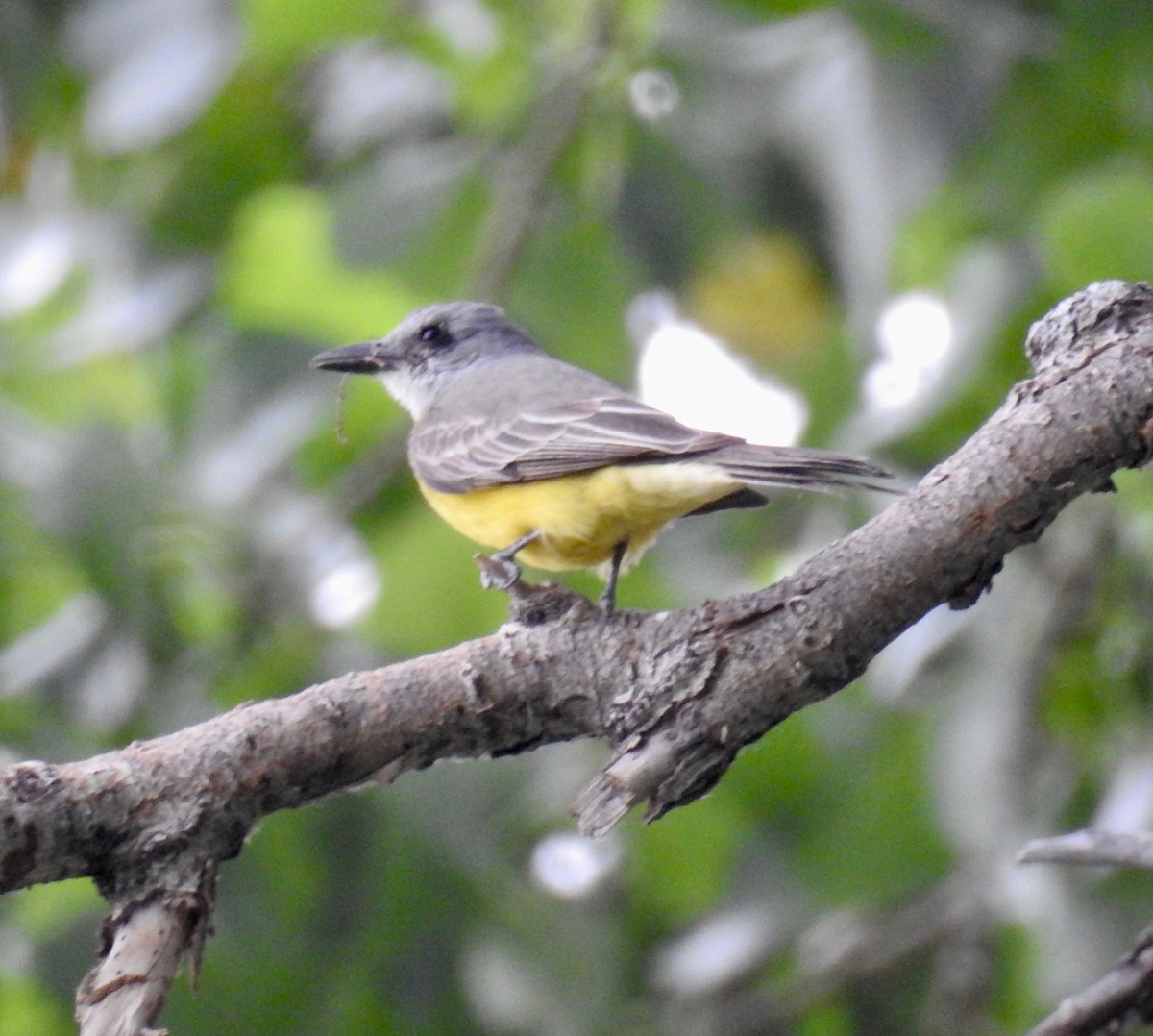 Tropical Kingbird - Bob Nieman