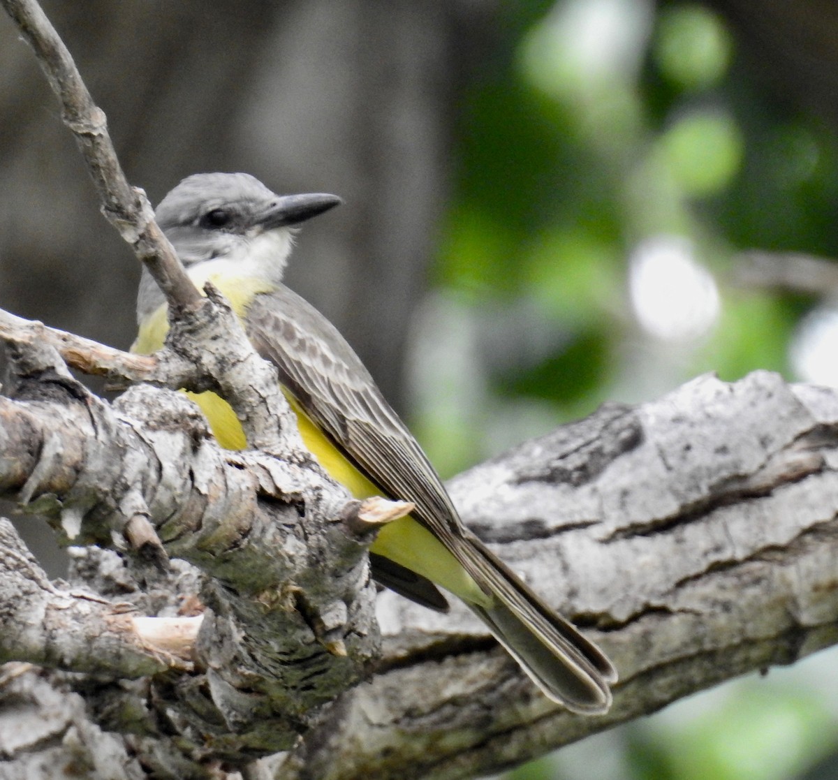 Tropical Kingbird - ML103097161