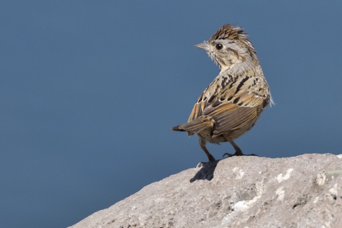 Lincoln's Sparrow - ML103097481