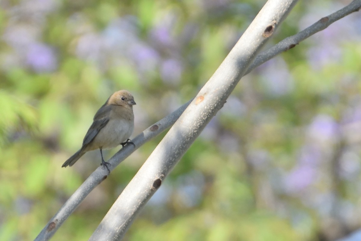 Lazuli Bunting - ML103097621