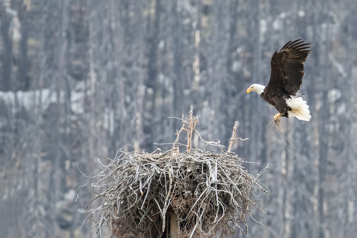 Golden/Bald Eagle - Tyler Jenne