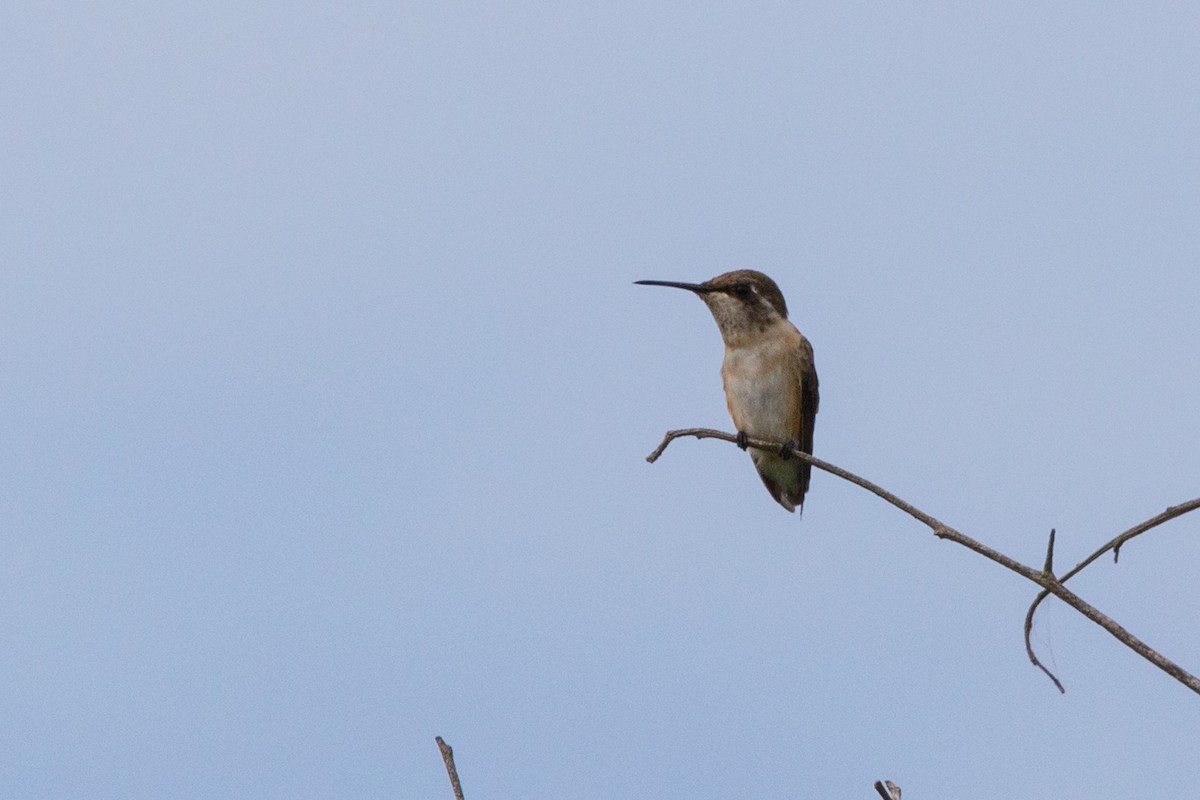 Colibrí Colicorto - ML103098441