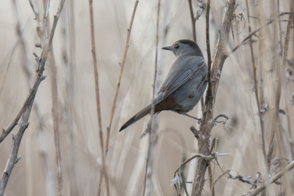 Gray Catbird - ML103100791