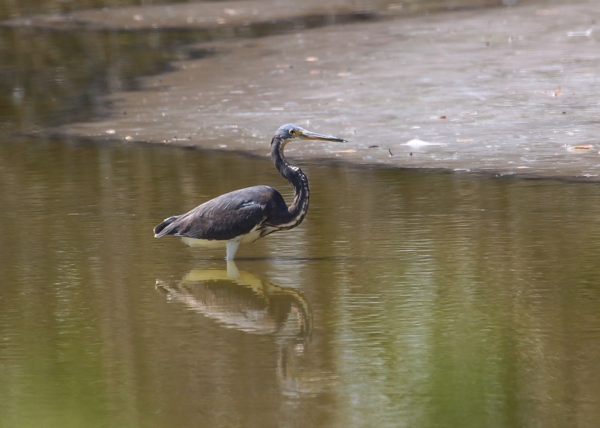 Tricolored Heron - Hélène Crête