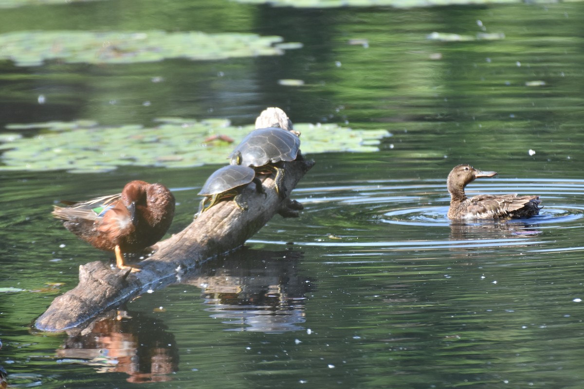 Cinnamon Teal - ML103103021