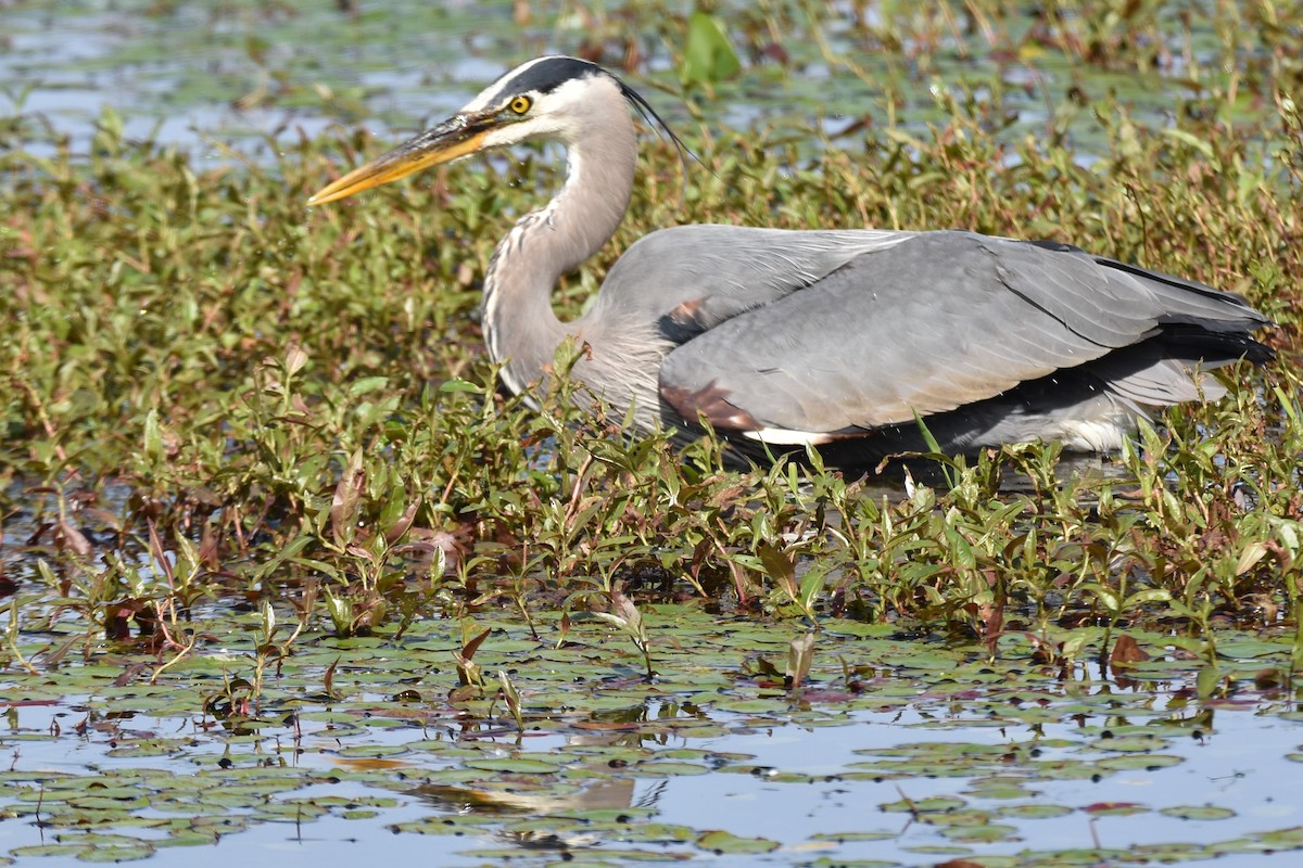 Garza Azulada - ML103103241