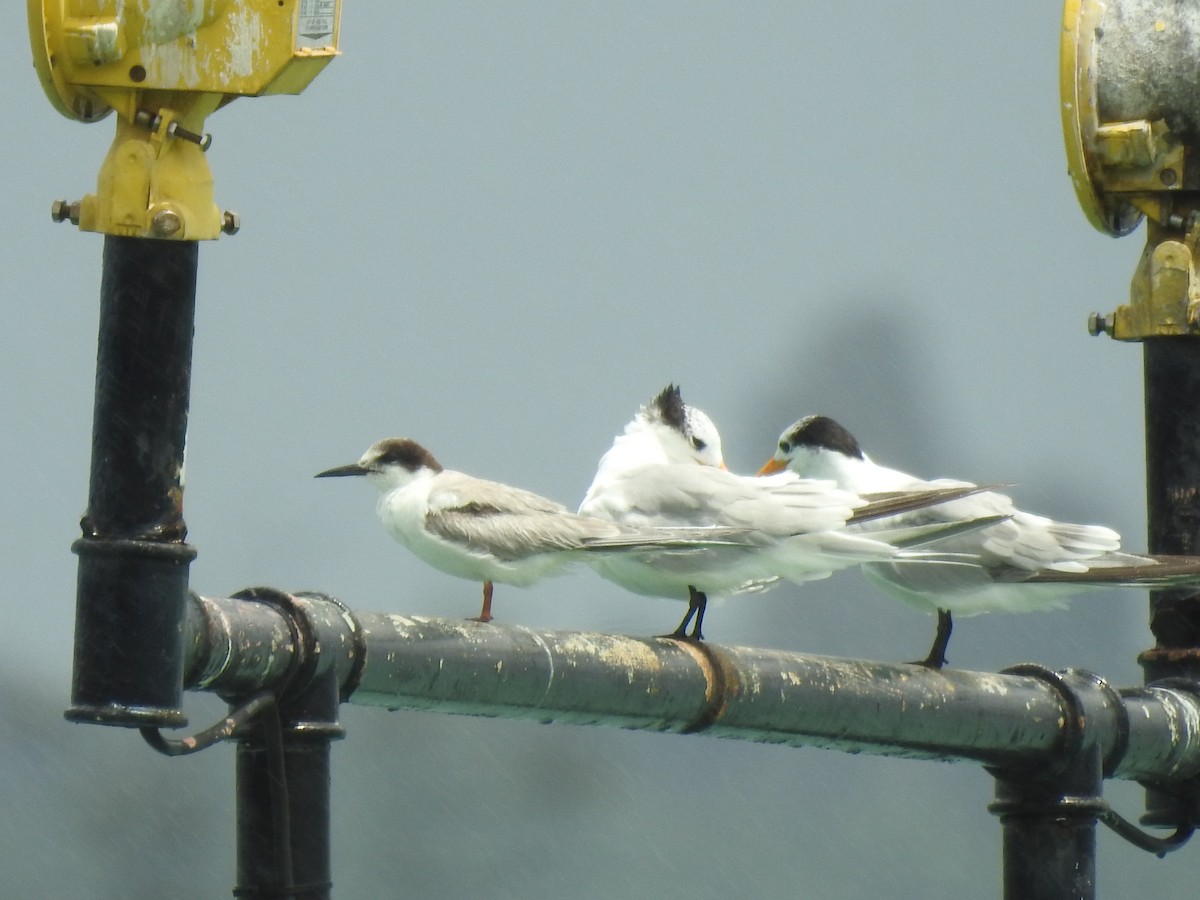 Common Tern - ML103104141