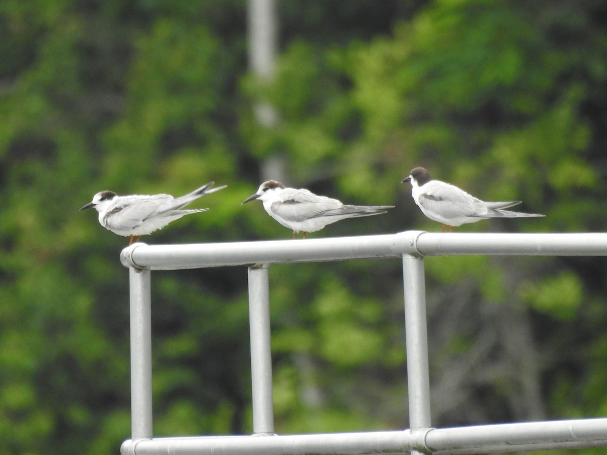 Common Tern - ML103104151