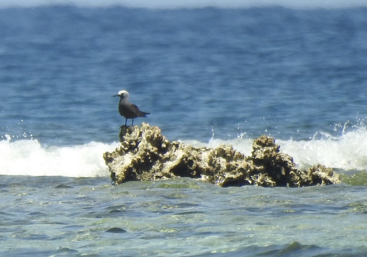 Lesser Noddy - ML103104351