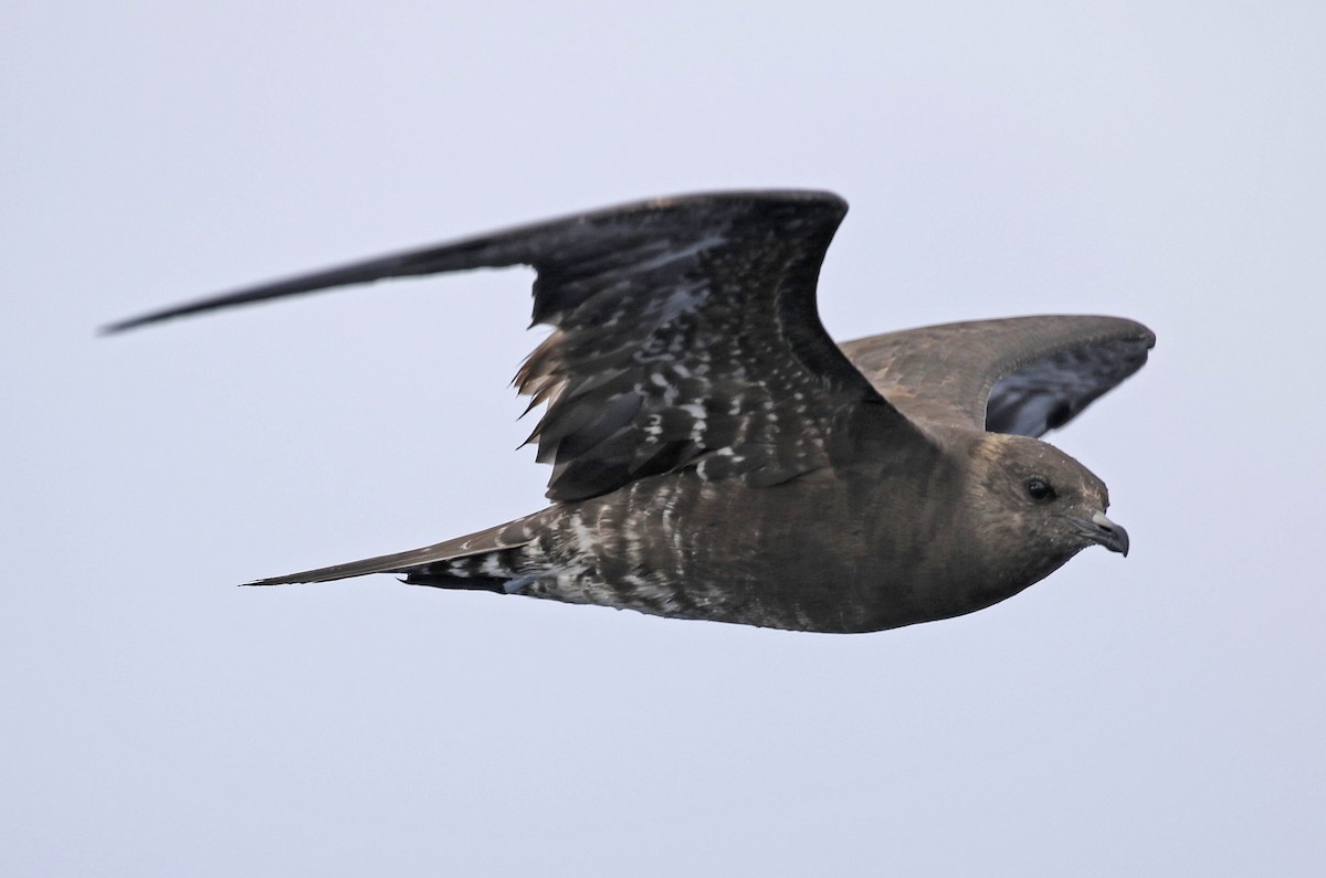 Long-tailed Jaeger - Tammy McQuade