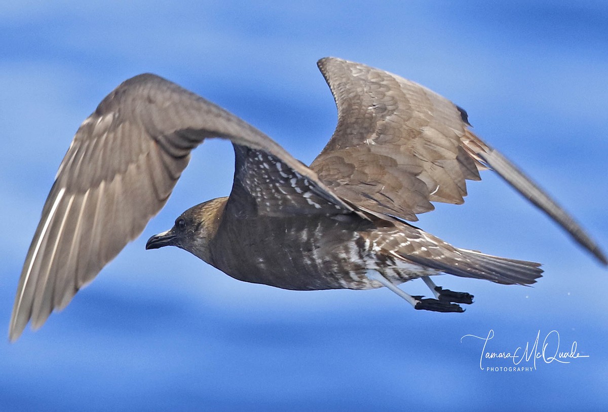 Long-tailed Jaeger - Tammy McQuade