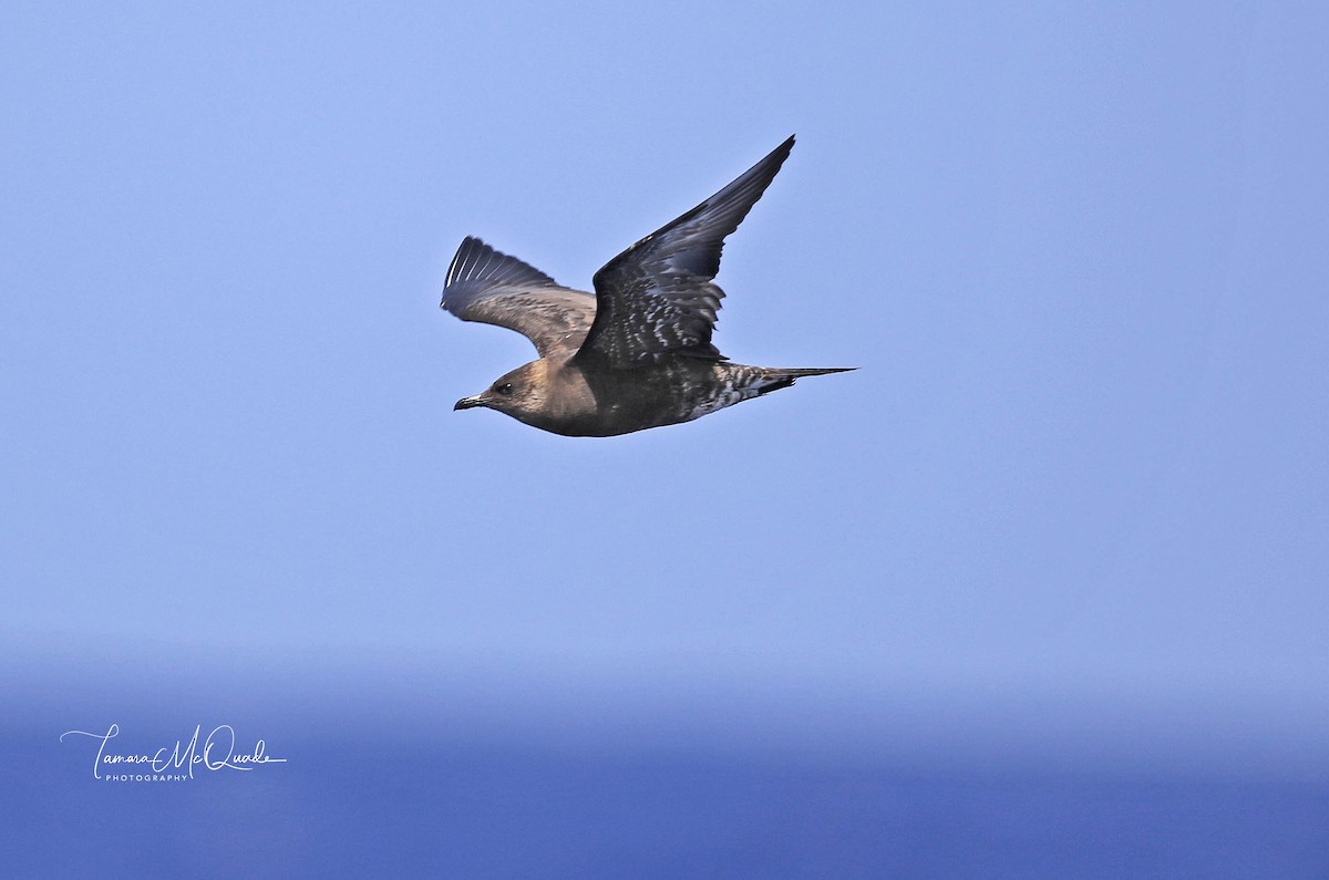 Long-tailed Jaeger - Tammy McQuade