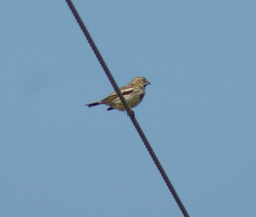 Lark Bunting - ML103106881